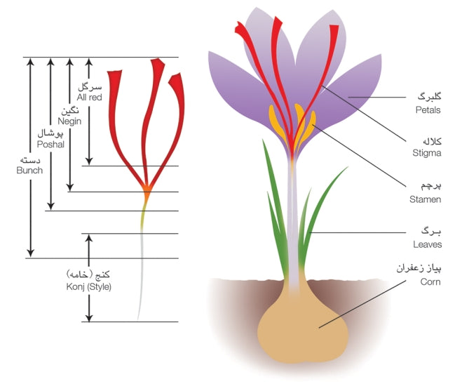 Iranian Saffron